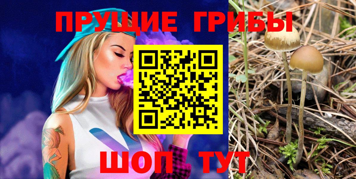 Ржев  Галлюциногенные грибы прущие грибы  Вход с VPN 